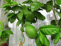 Citrusy 2011 001.jpg