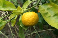 citrus_ichandarin_yuko_2007_02_06f.jpg