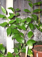 citrusy leden 08 009.jpg