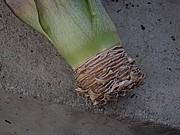 Zaschl rice ananasu pipraven na zasazen