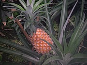 Rice ananasu