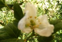 Poncirus trifoliata - detail kvetu.jpg