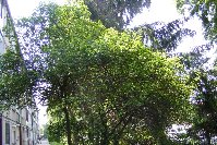 Poncirus trifoliata - matečný strom 28.5.2008.jpg