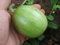 melon2.JPG