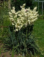 yucca01.jpg