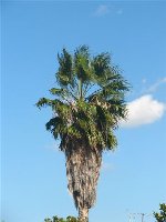 Chrysopigi Monas.-palm.jpg