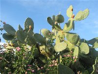 Agave am._Opuntia ind._Chania_c.jpg