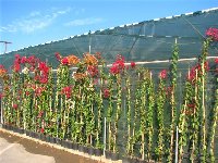 Bougainvillea_Xerogiannis Garden Center_a .jpg