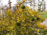 Poncirus trifoliata - je tu jeseň 1.11.2008.jpg