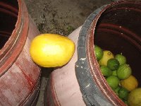 Cretan-citron_k.jpg