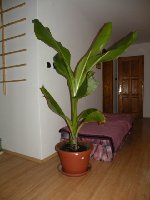 ensete glaucum.JPG