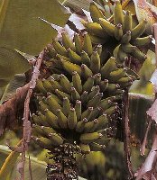 Musa 'Raja Puri' - Fruit.jpg