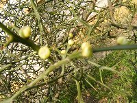 Poncirus trifoliata-kvetné puky 6.4.2009.jpg