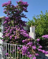 Bougainvillea (1).jpg