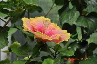 Hibiscus rosa - sinensis (5).jpg