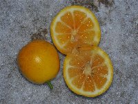 lemonquat Sunquat_c.jpg