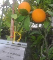 Dolce Vainiglia 6.3.2010.jpg