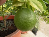 citrus Grusevidnyj s.jpg