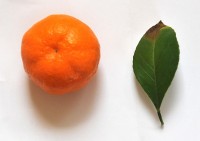 mandarinka.jpg